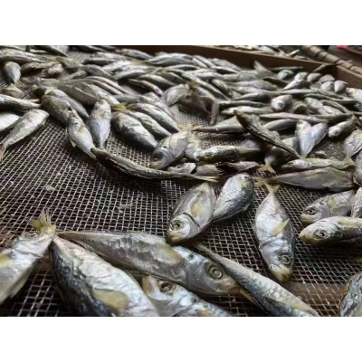 福建东山岛 黄尾巴浪鱼干 海鱼干 干货 海鲜冷冻水产 食用农产品图4
