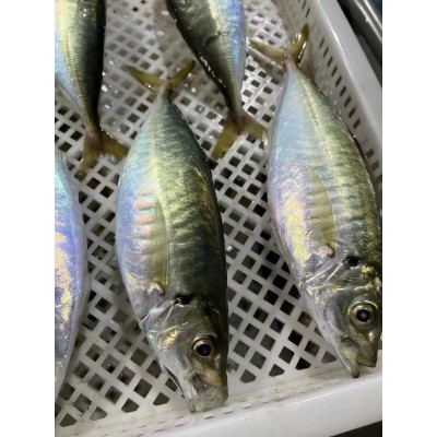 福建东山岛 养殖巴浪鱼 鲜活海鲜冷冻水产批发 食用农产品