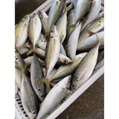 福建东山岛 养殖巴浪鱼 鲜活海鲜冷冻水产批发 食用农产品图3