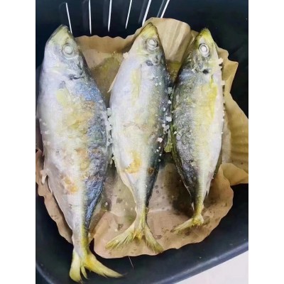 福建东山岛 养殖巴浪鱼 鲜活海鲜冷冻水产批发 食用农产品图4