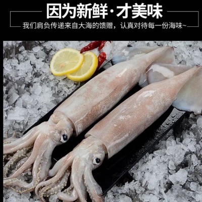 超大鱿鱼鲜活冷冻鱿鱼新鲜尤鱼整只海捕船冻烧烤铁板商用海鲜水产图3