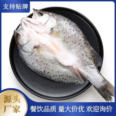 厂家直销 冷冻开背海鲈鱼 腌制海鲈鱼 真空包装 可清蒸可烧烤