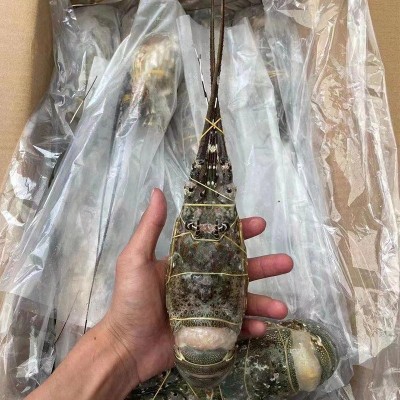 生冻小青龙虾餐厅自助餐冰鲜冷冻海鲜速冻青虾活冻越南青龙仔商用图2
