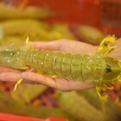 泰虾泰国巨型皮皮虾鲜活超大特大虾爬子虾婆虾姑冷冻濑尿虾富贵虾图3