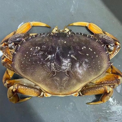 珍宝蟹冷冻海鲜生冻面包蟹梭子蟹速冻黄道蟹水产生冻酒楼餐厅商用图2