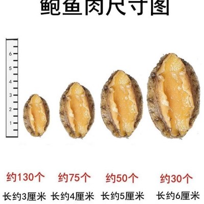 新鲜冷冻大鲍鱼肉500g海鲜水产鲜活去壳小鲍鱼捞汁佛跳墙食材商用图3