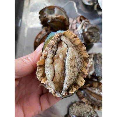 厂家直供3_12 鲍鱼批发 福建东山带壳活冻大鲍鱼餐饮酒店食材供应图4