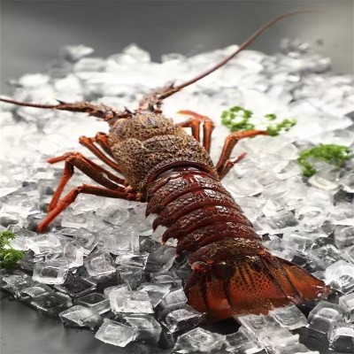 活冻澳州大龙虾红龙虾小青龙波斯顿龙虾锦绣大花龙10斤大澳龙批发图3