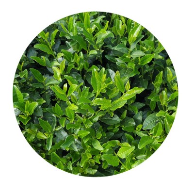 2023新茶日式蒸青绿茶玉露煎茶抹茶粉玄米茶茶厂散装茶叶批发500g图4