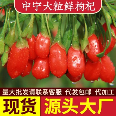 宁夏大粒鲜枸杞中宁枸杞大果鲜果450g盒装现货饱满鲜甜即食红枸杞图2