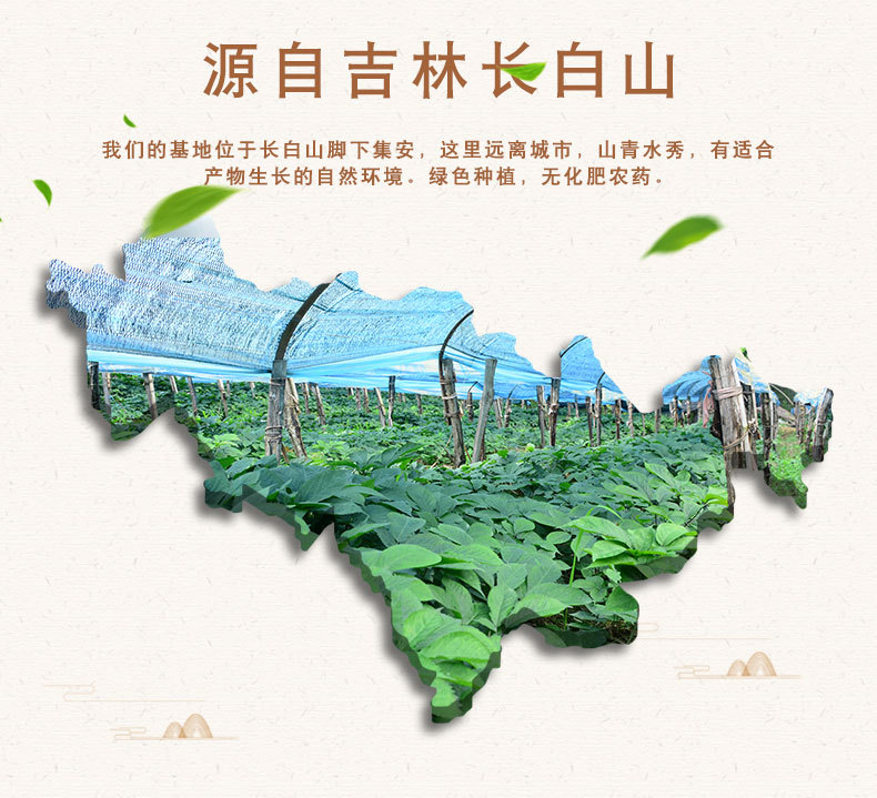 西洋参粒头7种_02.jpg