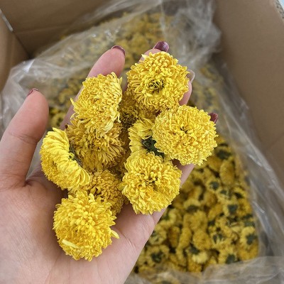 大量批发婺源皇菊厂家直发新花徽州皇菊菊花茶乒乓球菊球菊图2
