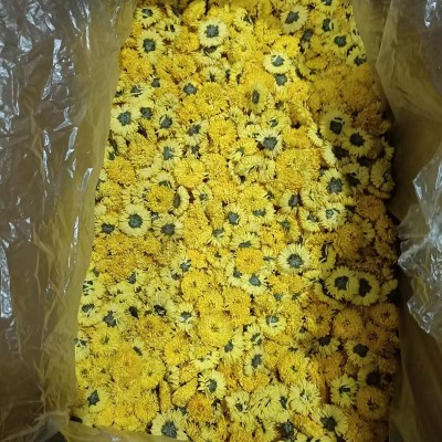 散装婺源皇菊菊花茶 黄菊花 黄菊 乒乓球菊球菊一朵一杯大批有货图4