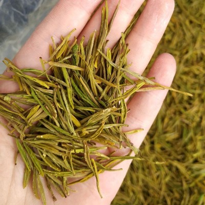 半斤装250克正宗安吉黄金茶 安吉白茶黄金芽黄金叶茶 黄金白茶