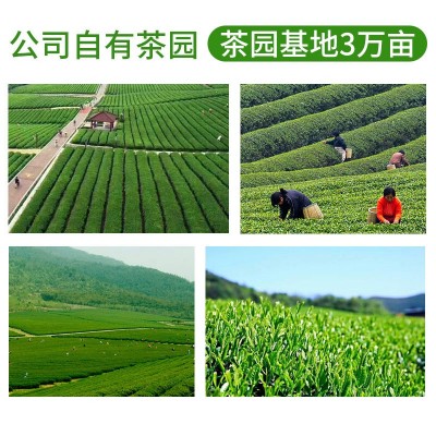 随易春茶绿茶毛尖茶日照充足高山云雾毛峰浓香型三角包龙井茶叶图4