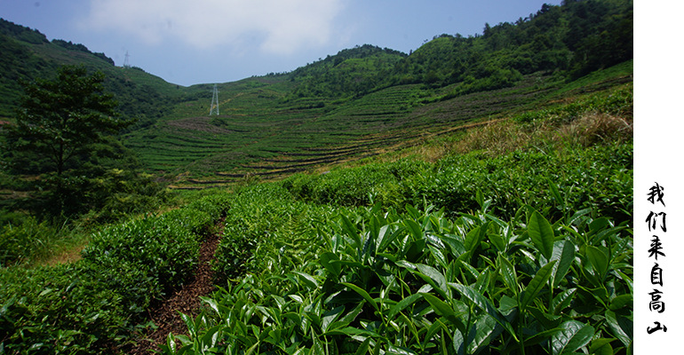 茶山4