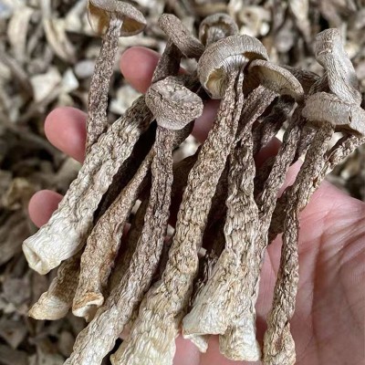 云南特产鹿茸菇干货 厂家批发食用菌鹿茸菌干货批发 产地货源图2