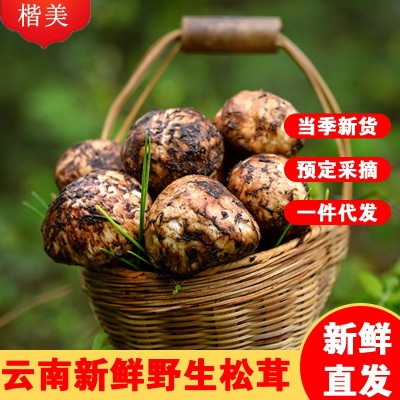 新鲜松茸云南香格里拉新鲜松茸生鲜未开伞松茸送礼顺丰包邮代发图3