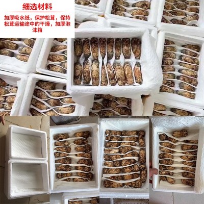 香格里拉松茸新鲜 餐饮生鲜顺丰冷链未开伞新鲜松茸代发煲汤食材图3