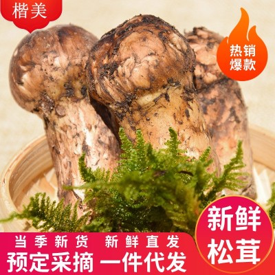 香格里拉松茸新鲜 餐饮生鲜顺丰冷链未开伞新鲜松茸代发煲汤食材图2