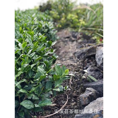 2023新茶特级铁观音正味祥华清香安溪原产礼盒装500g浓香型兰花香图5