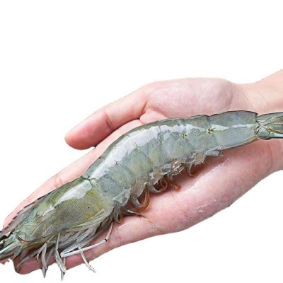 青岛大虾特大鲜活基围虾新鲜海虾盐冻虾整箱海水虾海鲜批发图5