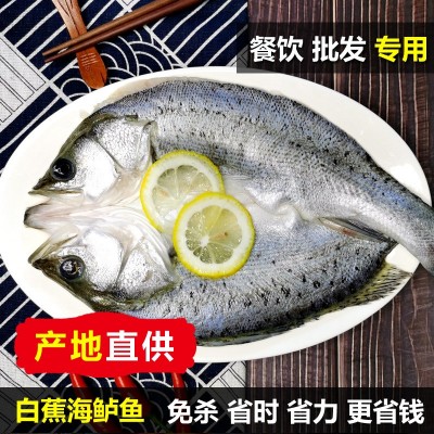 白蕉海鲈 新鲜冰冻开背腌制冰鲜烤鱼半成品商用三去鲈鱼卢鱼批发图2