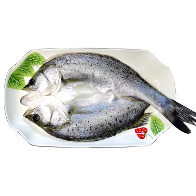 白蕉海鲈 新鲜冰冻开背腌制冰鲜烤鱼半成品商用三去鲈鱼卢鱼批发图5