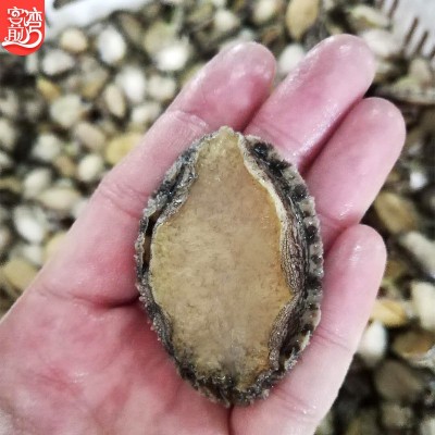 鲍鱼批发 东山水产冷冻鲍鱼肉去壳处理 冻品海鲜产地货源一件代发图3