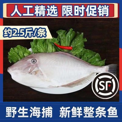【宫前湾】大剥皮鱼马面鱼耗儿鱼福建东山岛水产活鲜包邮图2