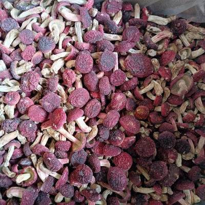 正红菇干货 武夷山红菇 菇丁月子红菇红椎菌干品煲汤食材批发图4
