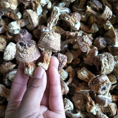 云南特产本色姬松茸干货2斤 巴西菇 汤料包菌菇大货批发一件代发图4