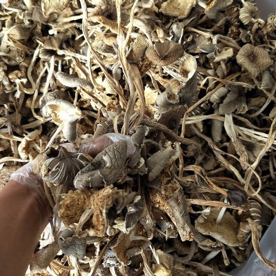 云南特产鸡枞菌1000g 蘑菇菌干货散装零售批发一件代发图4