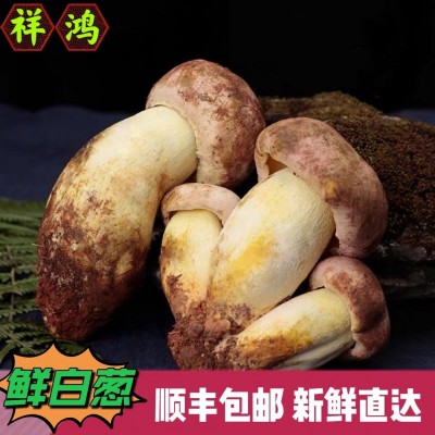 【新鲜白葱牛肝菌】顺丰包邮 云南新鲜牛肝菌白葱菌蘑菇见手青菌