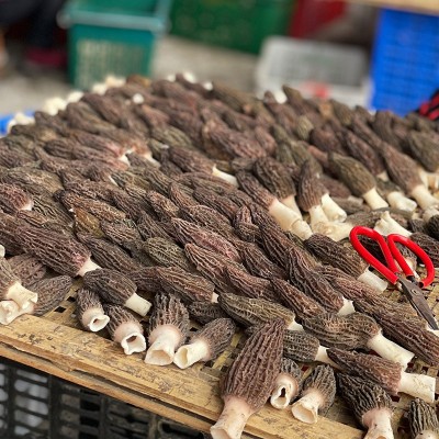 云南羊肚菌干货500g煲汤礼盒农产品营养山珍批发通货食用菌直销图4