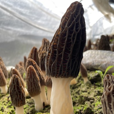 羊肚菌云南干货原产地直销 头茬食用菌剪柄滋补煲汤送礼 大量批发图2