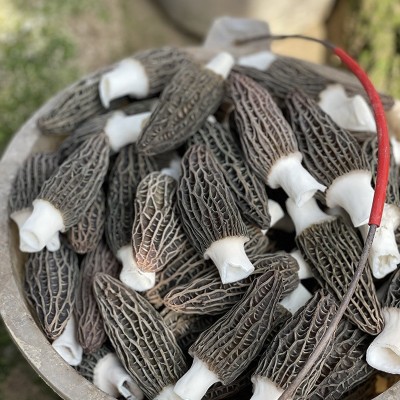 羊肚菌云南干货原产地直销 头茬食用菌剪柄滋补煲汤送礼 大量批发图4