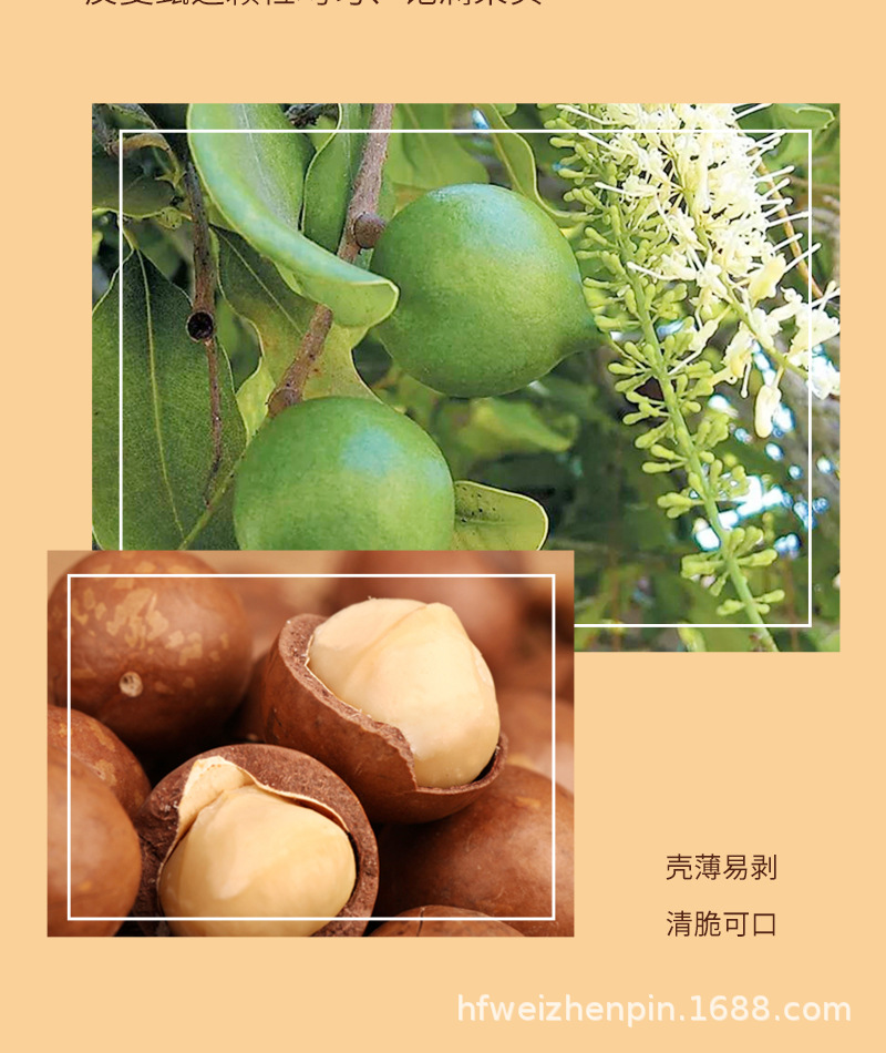 夏威夷果_05.jpg