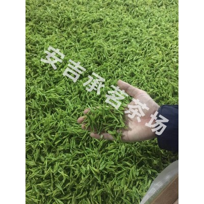 现货正宗新茶安吉白茶茶叶绿茶货源批发厂家直销散装500g一件代发图3