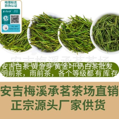 现货正宗新茶安吉白茶茶叶绿茶货源批发厂家直销散装500g一件代发图5