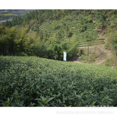 现货 黄金芽茶叶2022新茶黄金叶正宗安吉白茶黄金茶厂家批发散装图3
