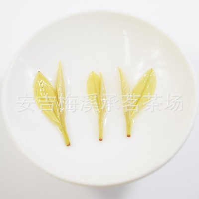 正宗安吉奶白茶黄金芽茶叶绿茶2022新茶安吉白茶厂家直销一手货源