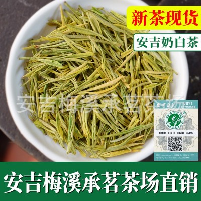 正宗安吉奶白茶黄金芽茶叶绿茶2022新茶安吉白茶厂家直销一手货源图5