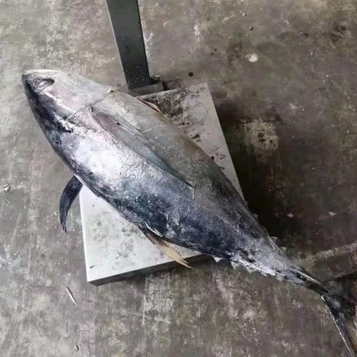 冻黄鳍金枪鱼 批发 围网 延绳钓 捕捞 罐头原料图2