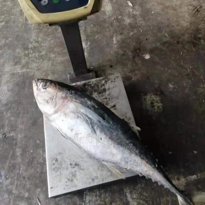 冻黄鳍金枪鱼 批发 围网 延绳钓 捕捞 罐头原料图3
