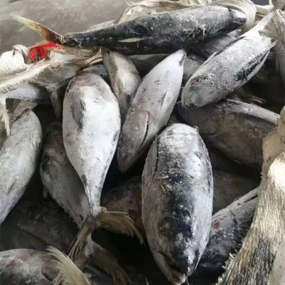 冻黄鳍金枪鱼 批发 围网 延绳钓 捕捞 罐头原料图5