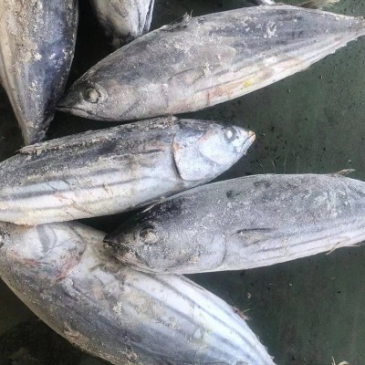 深海冷冻西瓜皮鱼 正鲣鱼原条 宠物饲料 市场销售 罐头原料图2