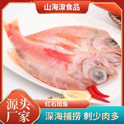 红石斑鱼 大眼鱼 红鱼 富贵鱼 长寿鱼去鳞去鳃去脏去腥单条真空图5