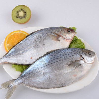 雪花鲳鱼 斑点鲳鱼海鲜冻品食品 酒店餐饮食材供应冷冻雪花鲳图4