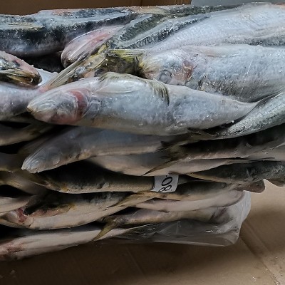 拖网A 80-90条沙丁鱼海捕速冻鱼罐头料冷冻萨丁鱼鱼饵钓饵饲料鱼图2